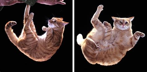 how to dance to EDM and why do cats always land on their feet?